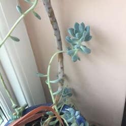 Ghost Plant plant