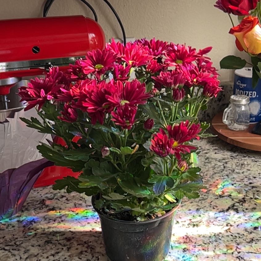Photo of the plant species Daisy by @sydneyradinsky named arabella on Greg, the plant care app