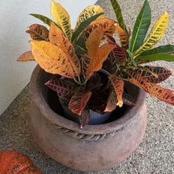 Croton 'Petra' plant