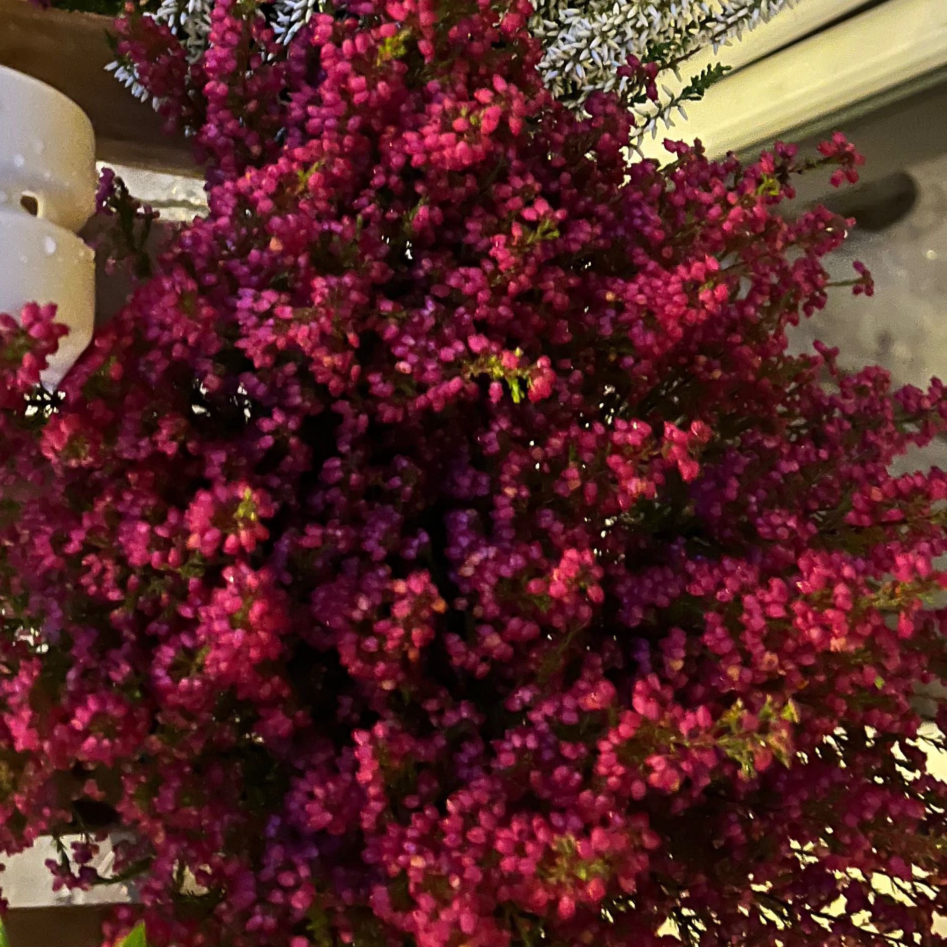 Photo of the plant species Urze by @DynamicMaypop named Heather on Greg, the plant care app
