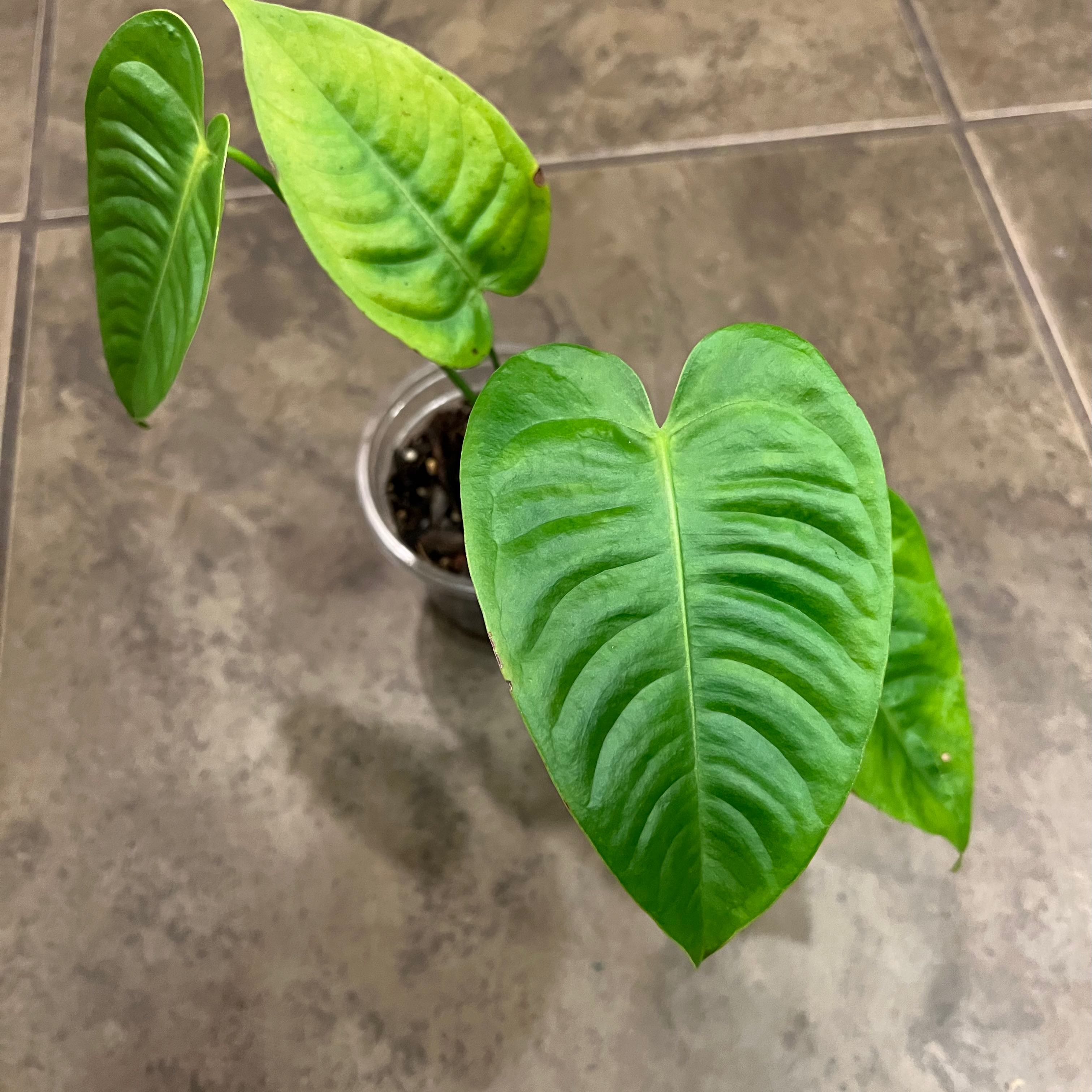 Anthurium veitchii plant with vibrant green leaves in a small pot on a tiled floor.