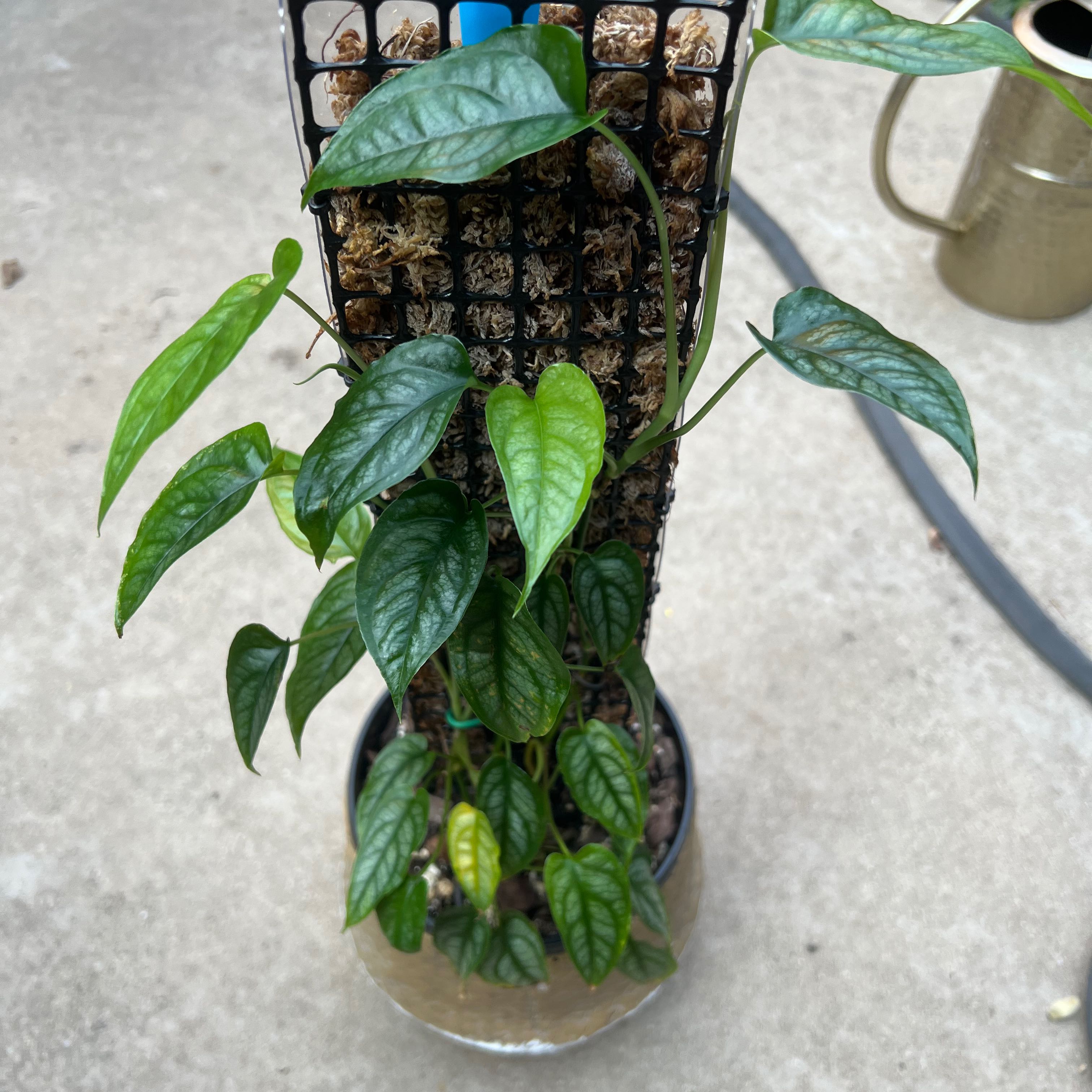 Monstera siltepecana plant climbing a support structure with some yellowing leaves.