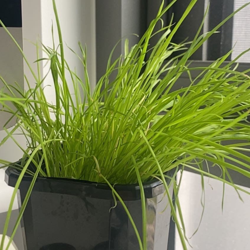 Healthy Orchard Grass plant in a black pot with vibrant green leaves.
