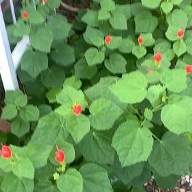 Wax Mallow uploaded to the Greg plant app by @ChummySeastock