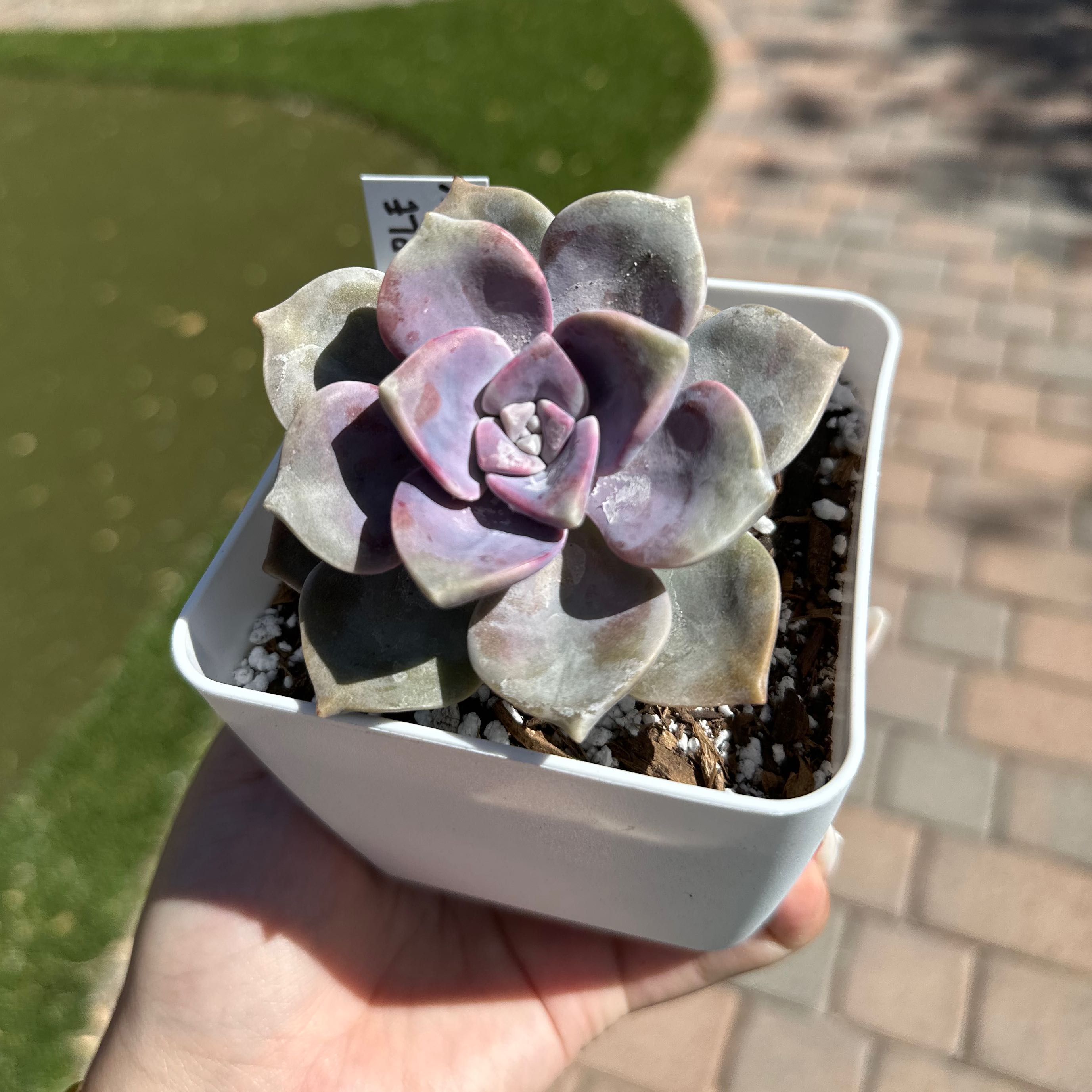 Graptopetalum 'Purple Delight' succulent in a white pot, held by a hand.