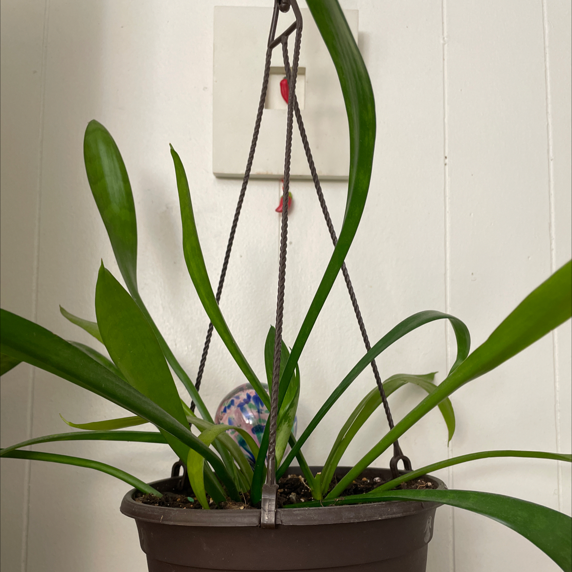 Snake Plant plant photo by @itsfinallytuesday named Symon on Greg, the plant care app.