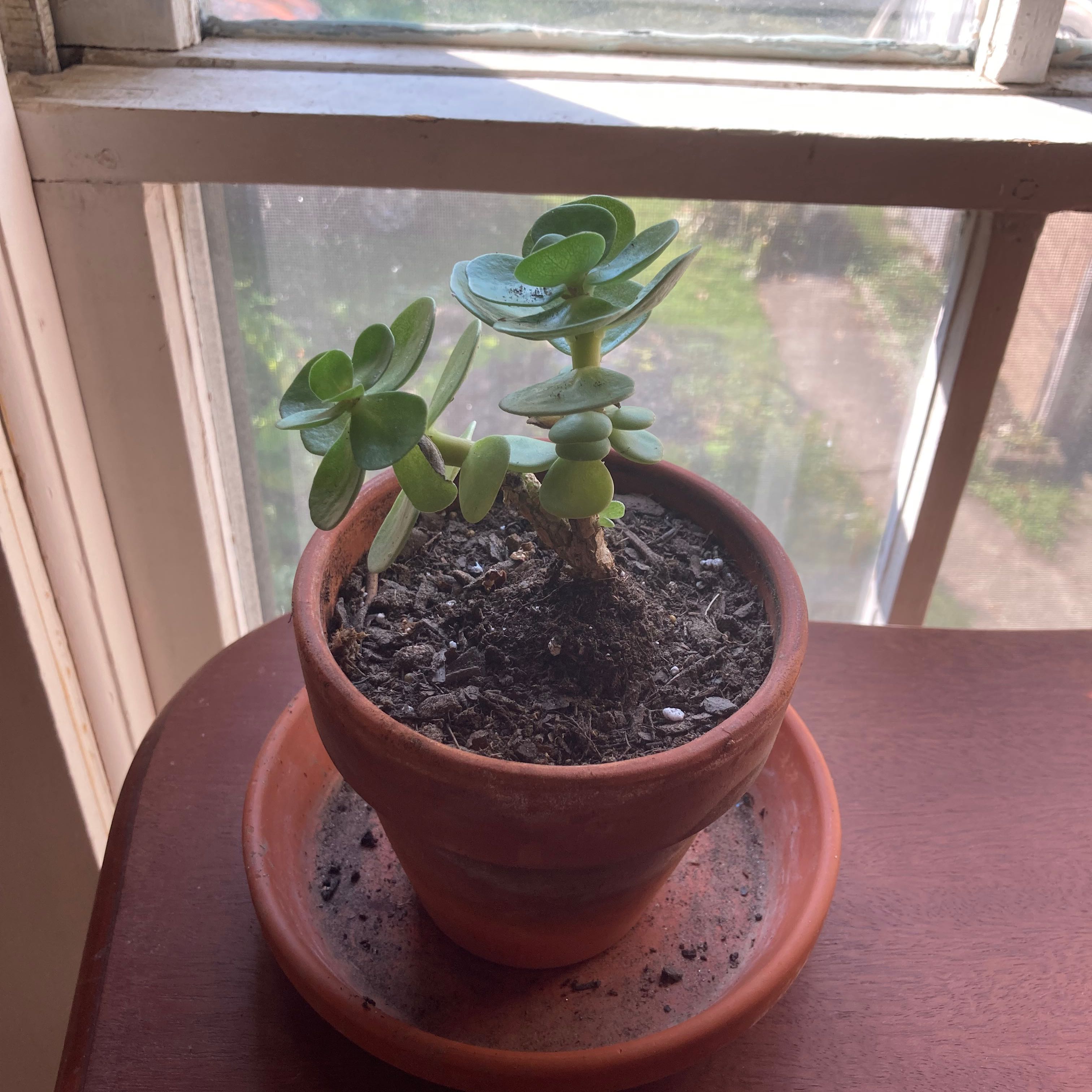 Potted succulent plant 'Ihi' on a windowsill with visible soil.