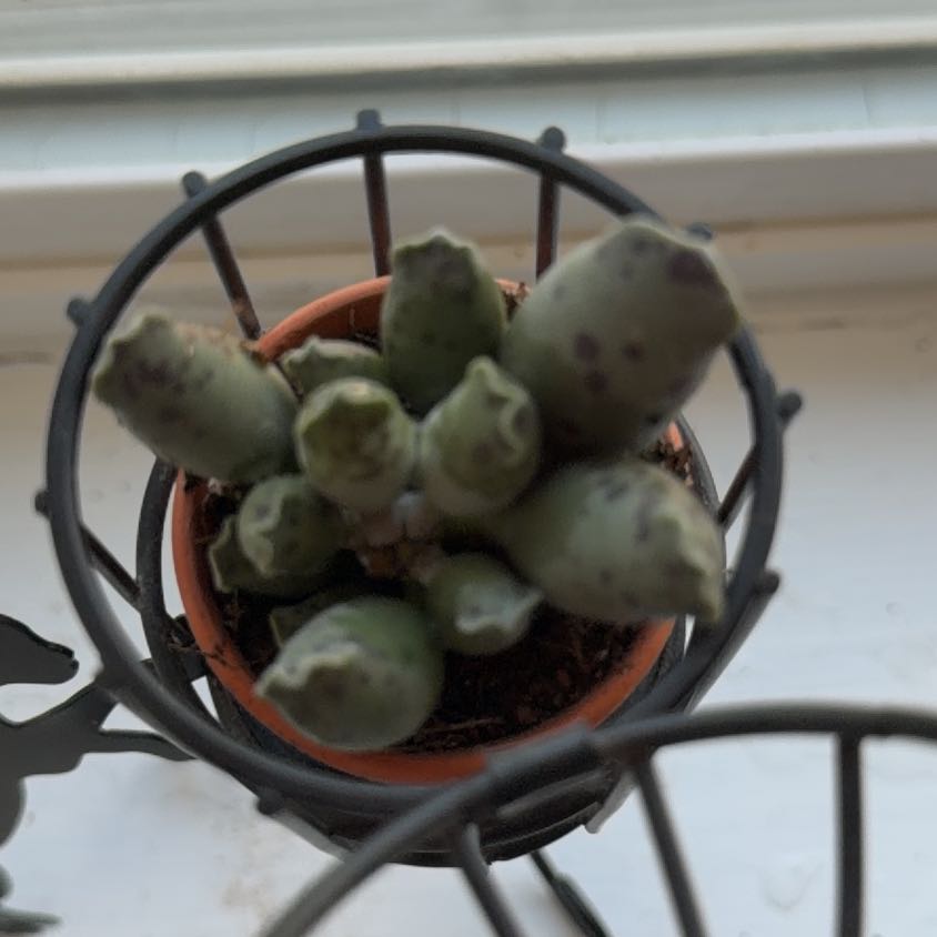 Photo of the plant species Plover Eggs 'Grey' by @meandmyplants named da Vinci on Greg, the plant care app