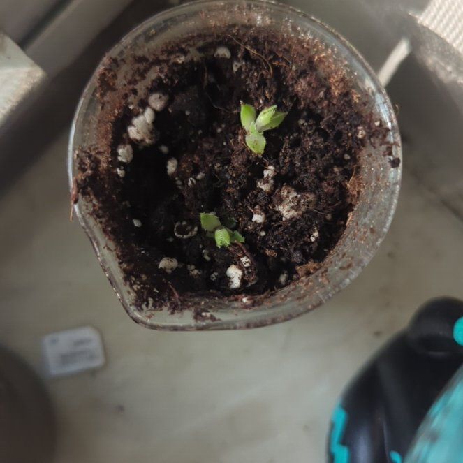 Photo of the plant species succulent by @PurelyLychee named Kendall on Greg, the plant care app