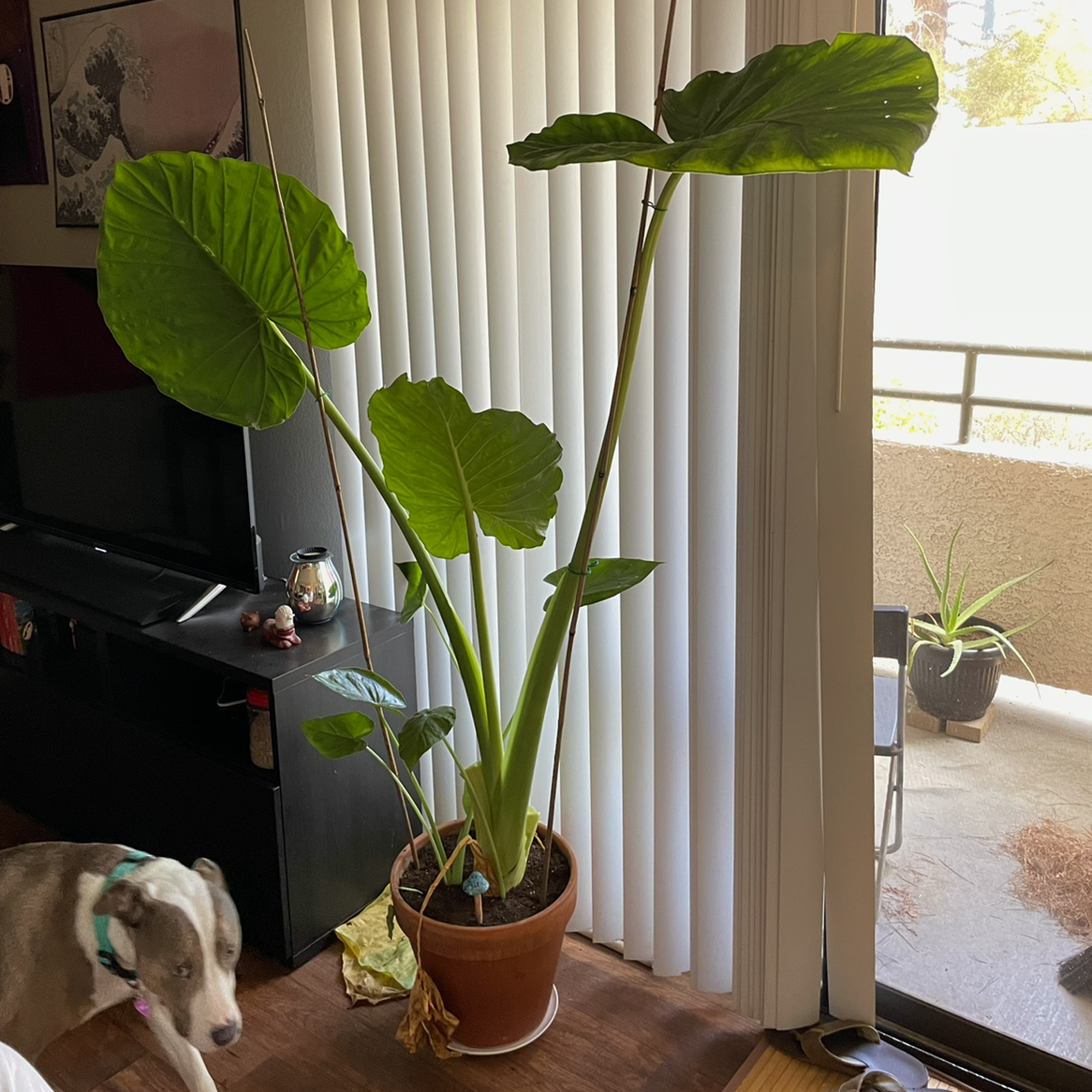 Photo of the plant species Hardy Elephant Ears by @ubepig named Udon on Greg, the plant care app