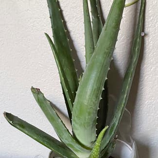 Aloe Vera plant in Las Vegas, Nevada