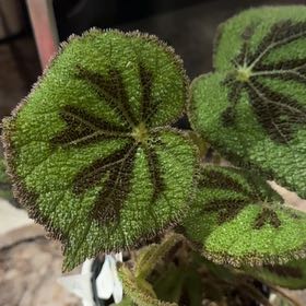 Photo of the plant species Begonia 'Criss Cross' by @Raelynn named Prince on Greg, the plant care app