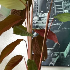 Photo of the plant species Calathea anulque by @JoyfulBunnyears named Princess on Greg, the plant care app