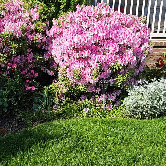 Photo of the plant species Giant Herb-Robert by @ChummyCallalily named Lavender on Greg, the plant care app