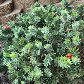 Photo of the plant species Callistemon viminalis by @PetiteBarley named Little John on Greg, the plant care app