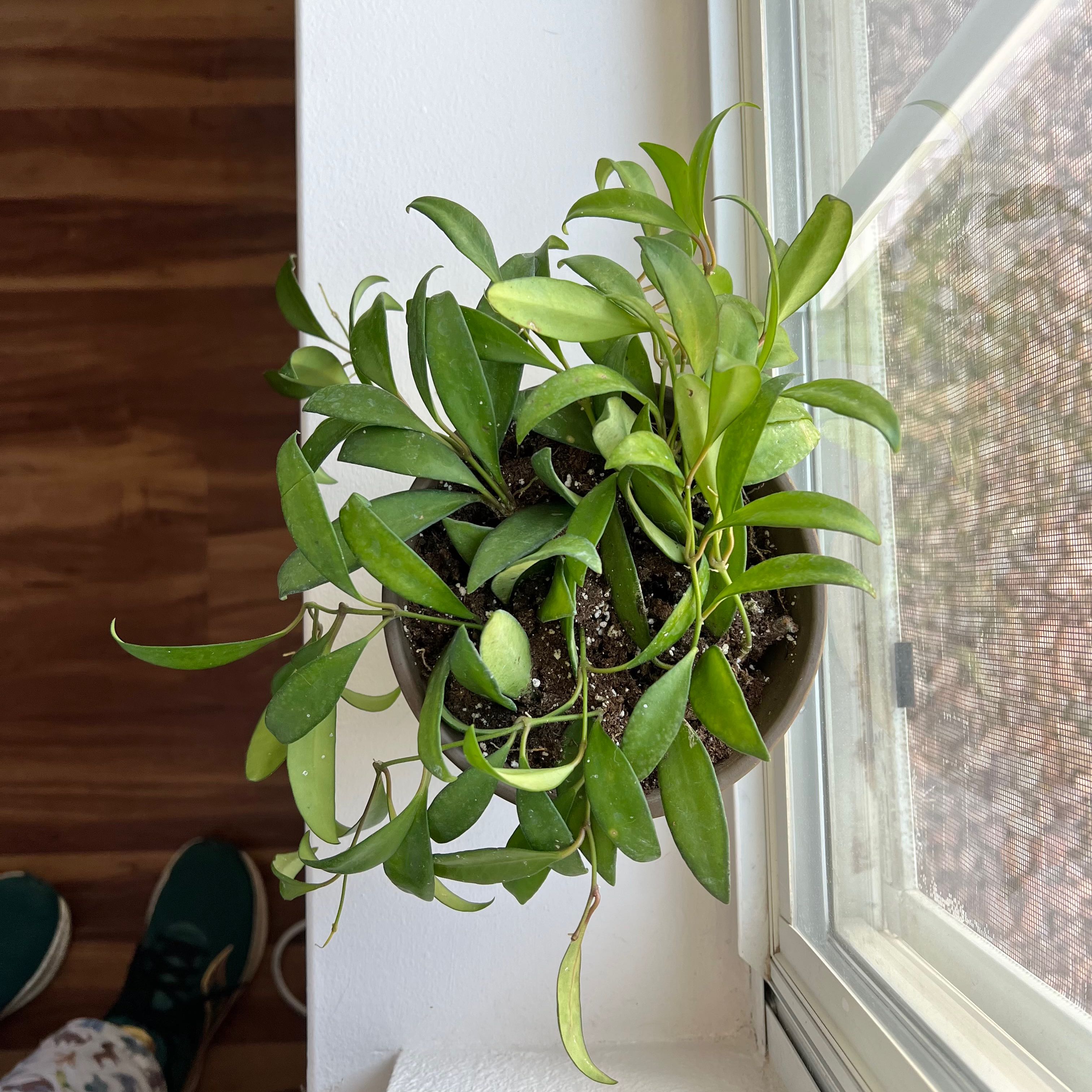 Hoya 'Rosita' plant on a windowsill with vibrant green leaves and visible soil.