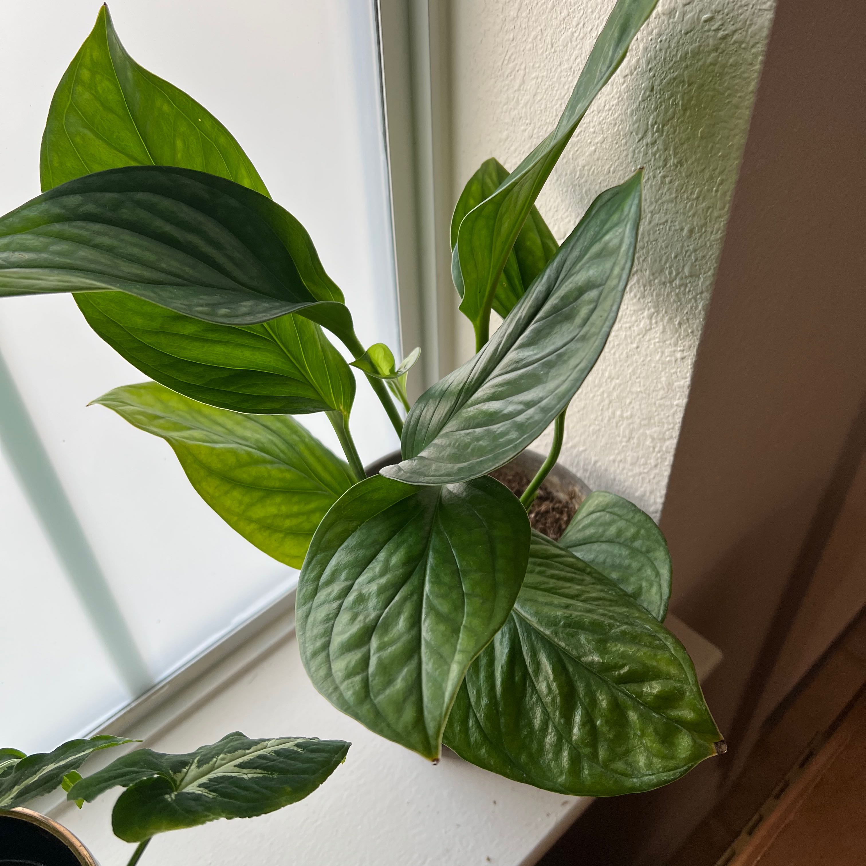 Photo of the plant species Monstera pinnatipartita 'Siam' by @ProphetGreen named Kobe on Greg, the plant care app