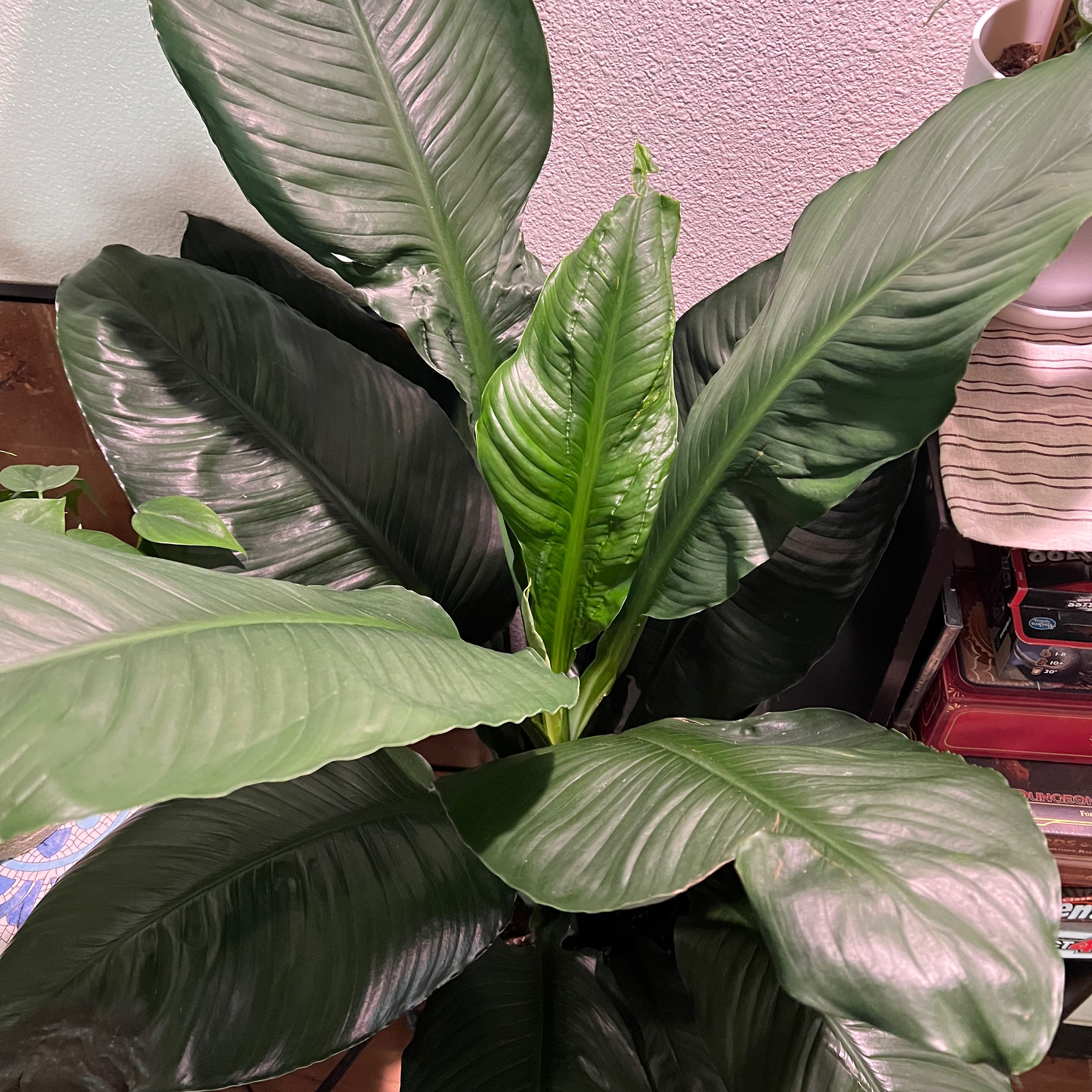 Sensation Peace Lily with large, dark green leaves, appearing healthy and well-formed.