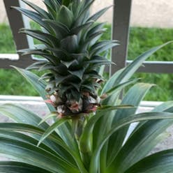 Pineapple plant
