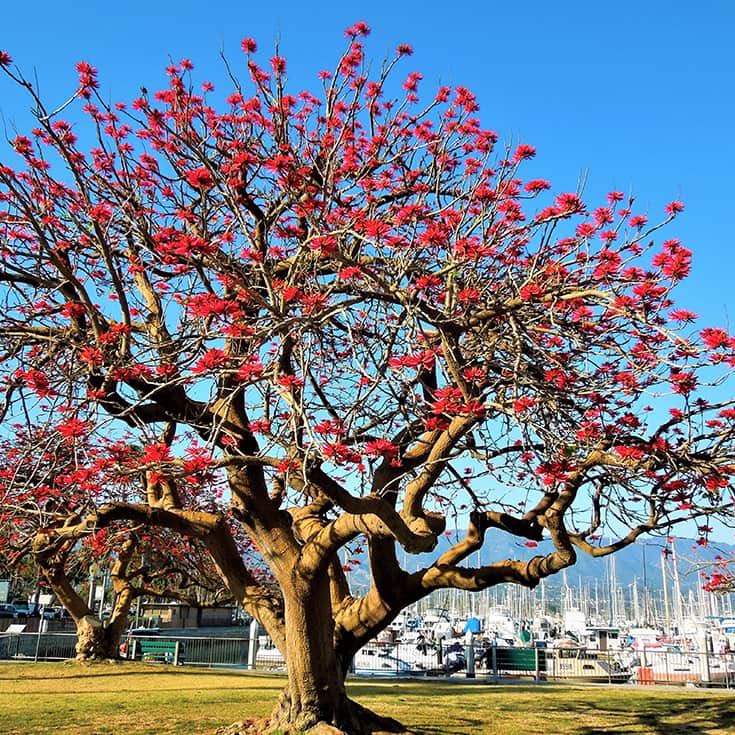 Photo of the plant species African Coral Tree by @ProfuseIceplant named Spike Leaves on Greg, the plant care app