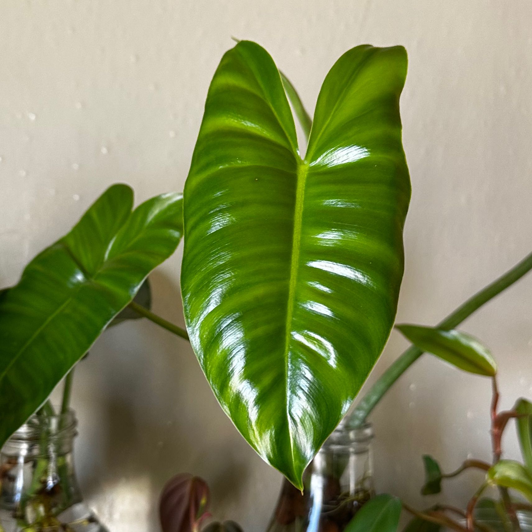 Healthy Philodendron Burle Marx with glossy green leaves.