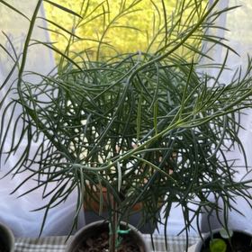 Photo of the plant species Kilimanjaro Plant by @WorthwhileMoss named Bodhi on Greg, the plant care app