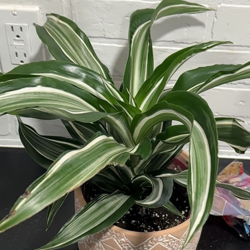 Dracaena 'Tornado' plant with variegated leaves in a pot, healthy and well-framed.