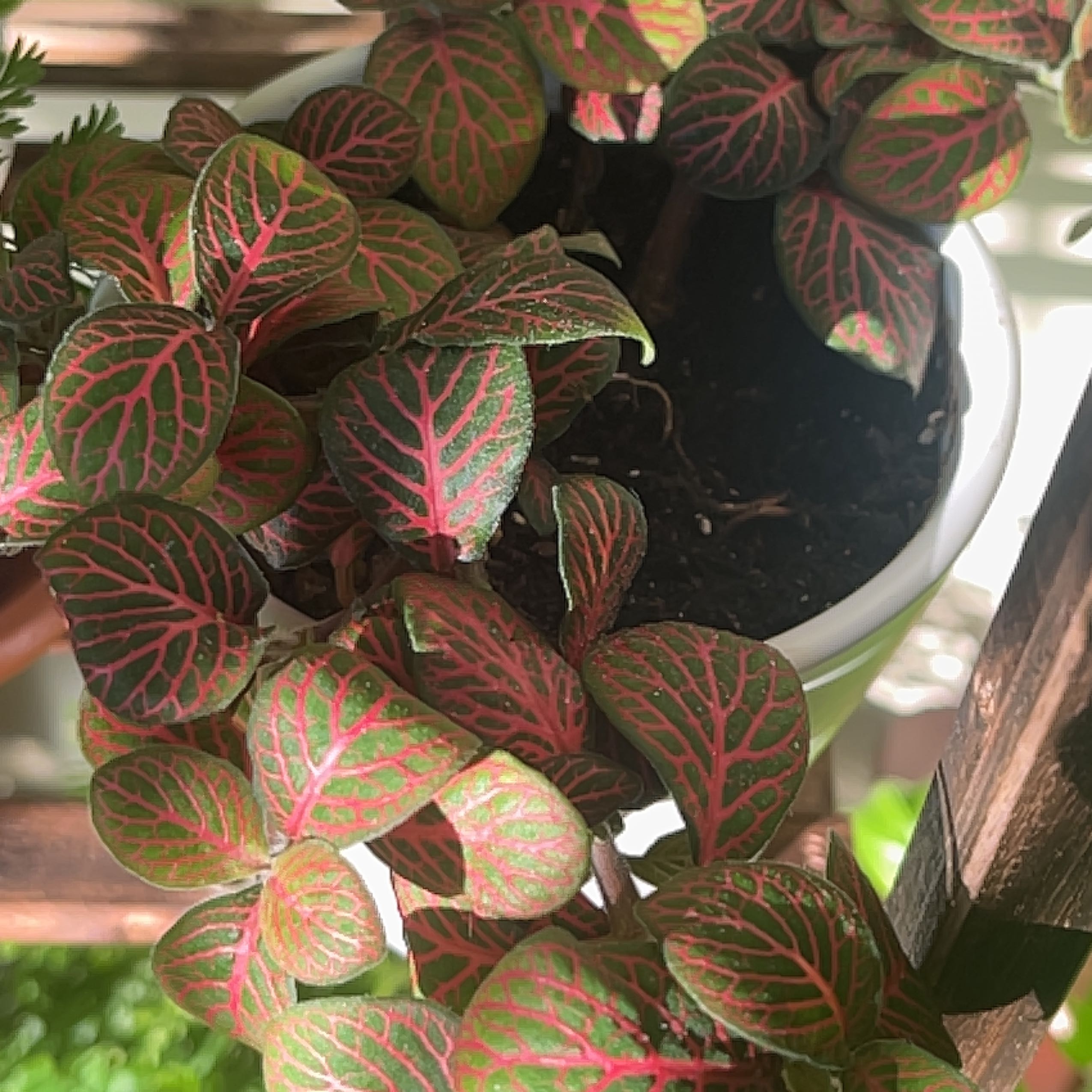Pink Wave Nerve Plant with vibrant pink and green leaves in a white pot.