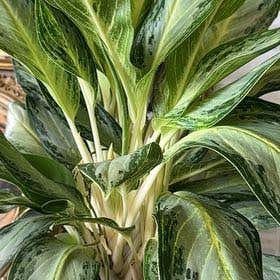 Photo of the plant species Aglaonema 'Golden Bay' by @ZappyPyrethrum named Terra on Greg, the plant care app