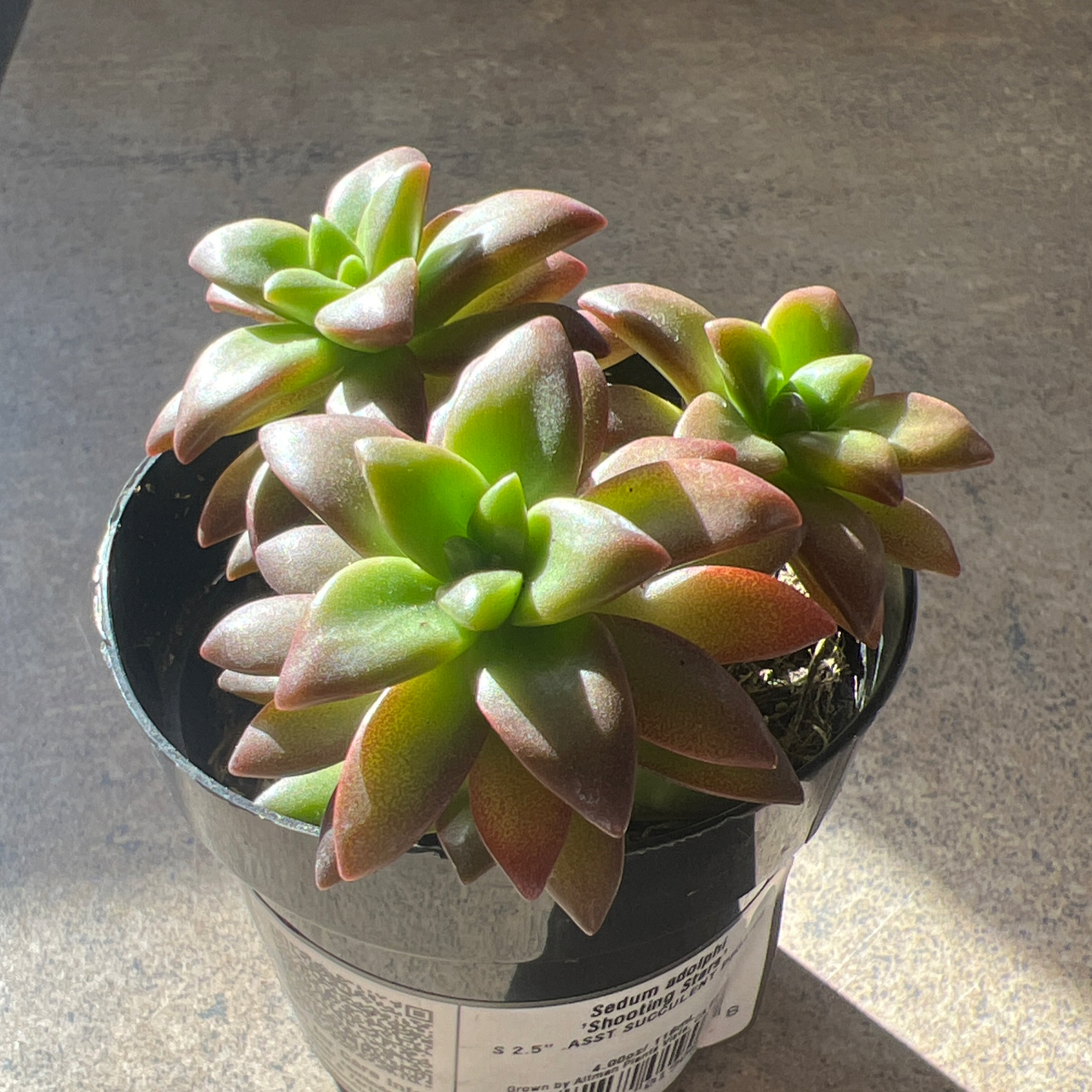 Sedum adolphi 'Shooting Stars' plant in a black pot with vibrant green and reddish leaves.