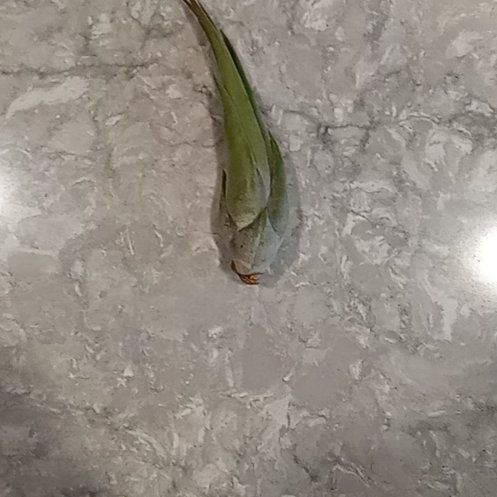 Banana 🍌