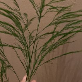 Photo of the plant species Tree Fern by @PrimalToropapa named Figyonce on Greg, the plant care app