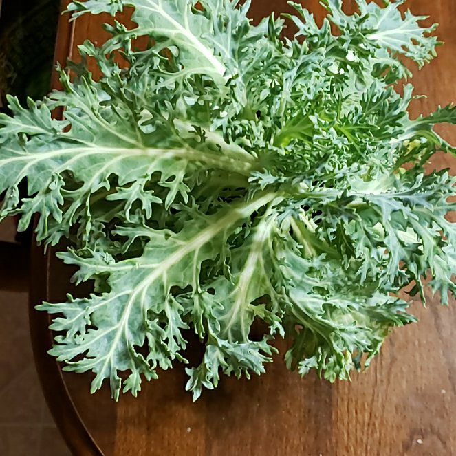 Photo of the plant species Bluestem Pricklypoppy by @KnightAsarina named Miley on Greg, the plant care app