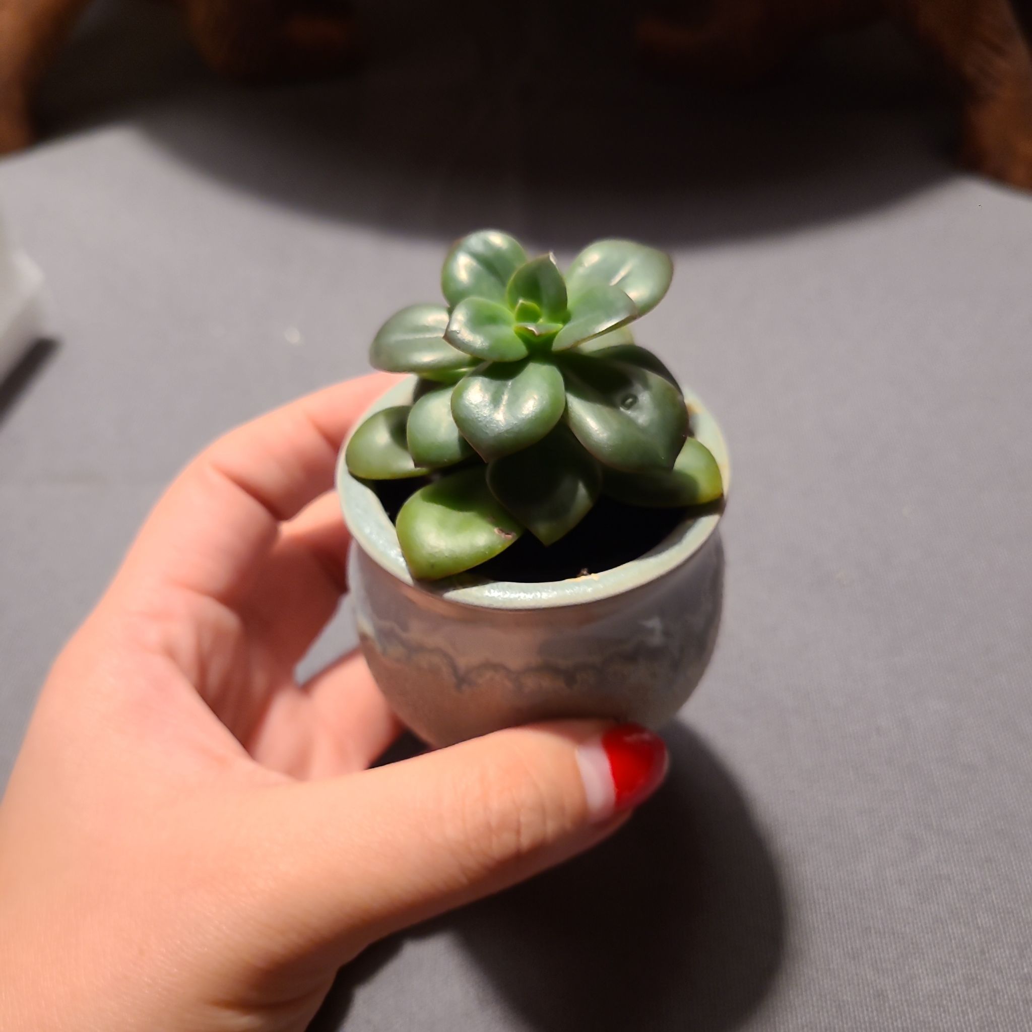 A healthy Oregon Stonecrop succulent in a small pot, held by a hand.
