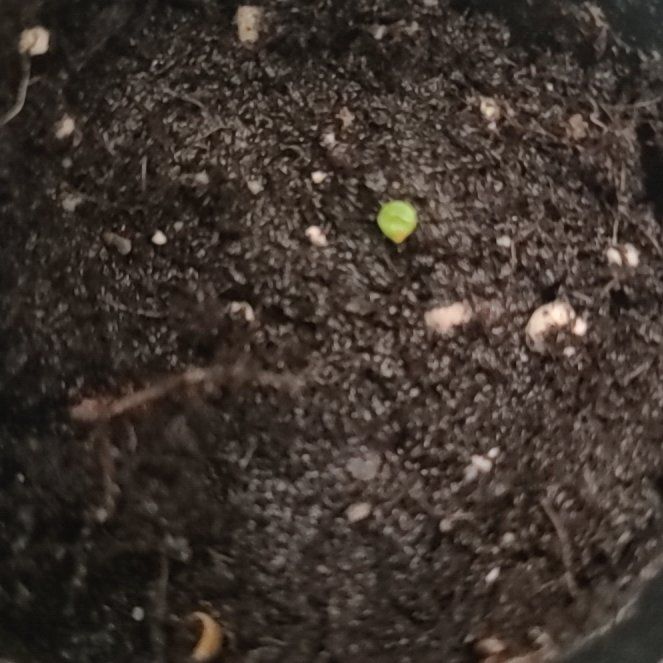Photo of the plant species Living Pebble by @KeenCoralberry named Bruce Lee on Greg, the plant care app
