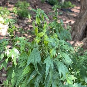 Photo of the plant species Leonurus Cardiaca by @PiousBlinks named Winston on Greg, the plant care app
