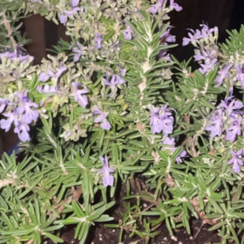 Photo of the plant species Trailing Rosemary by @BeamingSnowdrop named Rosa on Greg, the plant care app