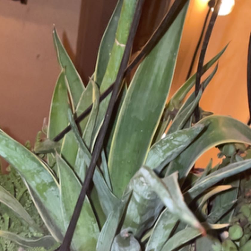 Photo of the plant species Dwarf Century Plant by @BeamingSnowdrop named Zeus on Greg, the plant care app
