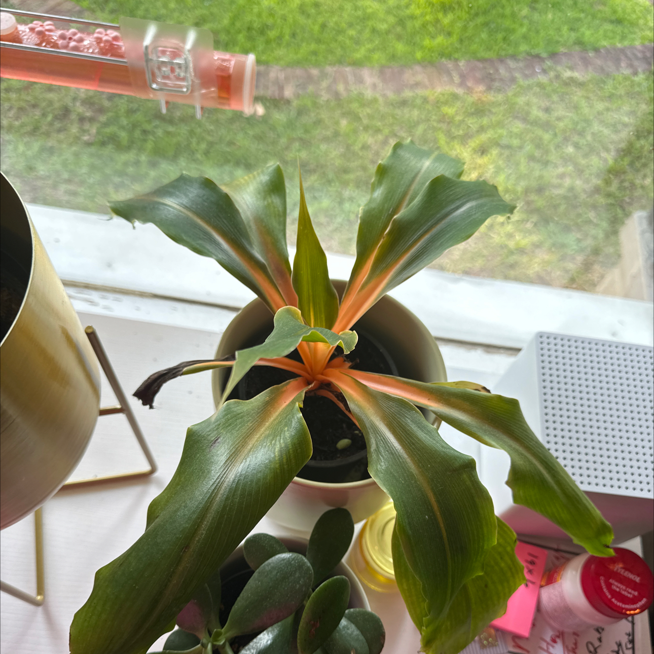 Katherine Blood-Lily plant with yellowing and browning leaves in a pot near a window.