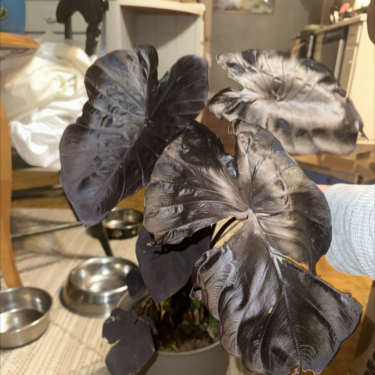 Photo of the plant species Colocasia Royal Hawaiian by @SeasonalOakfern named Doja Cat on Greg, the plant care app