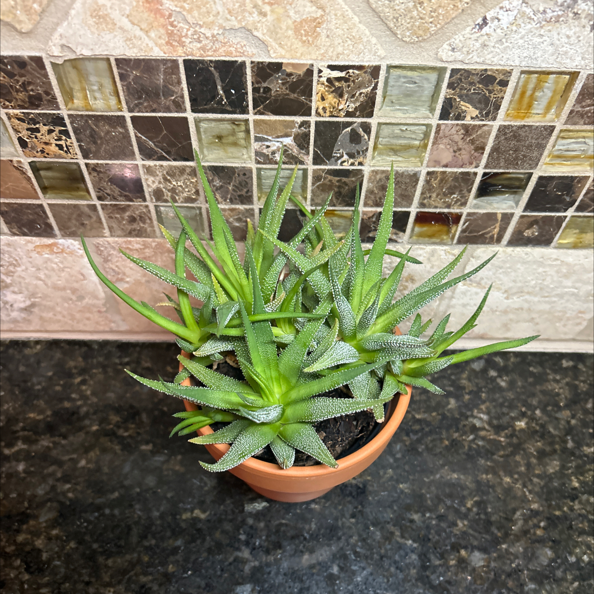 Photo of the plant species Pearl Plant by @AwakePunanova named Haworthia Pumila on Greg, the plant care app