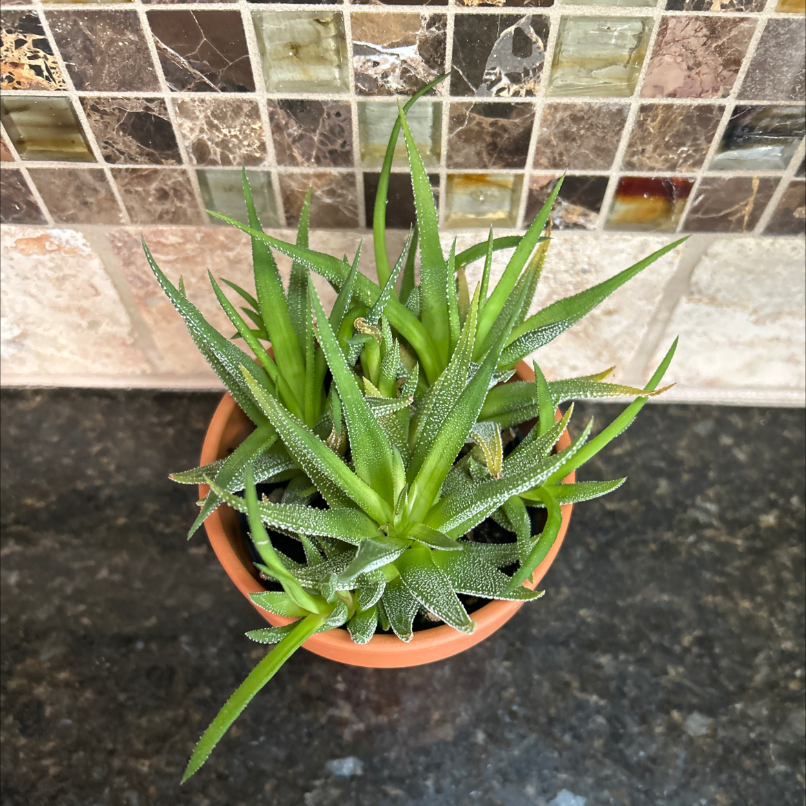 Photo of the plant species Pearl Plant by @AwakePunanova named Haworthia Pumila on Greg, the plant care app