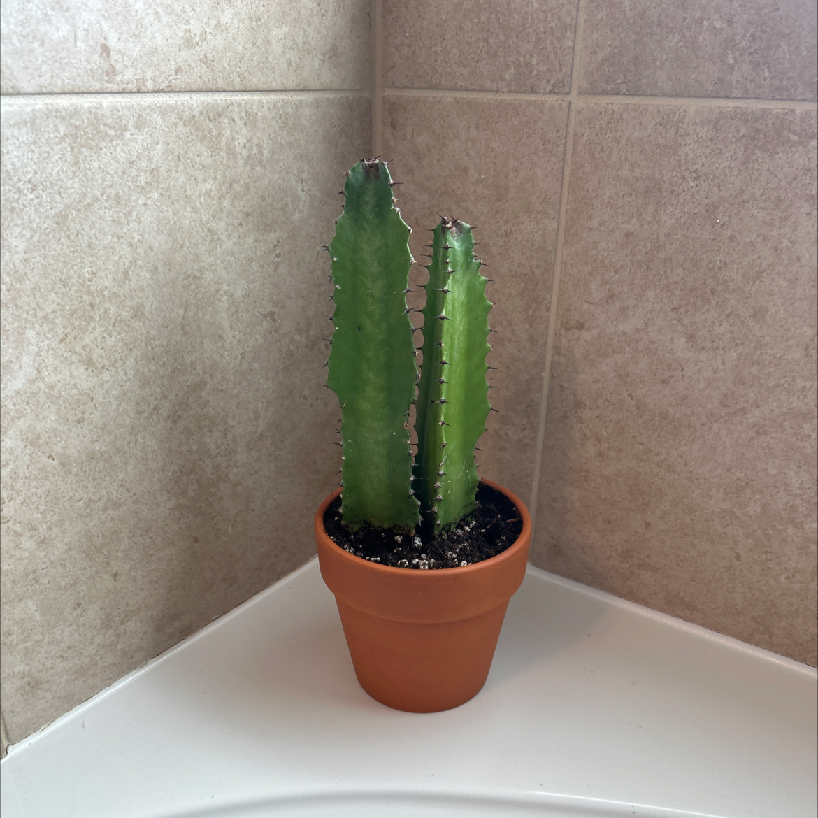 Photo of the plant species Desert Candle Cactus by @AwakePunanova named Desert Candle Cactus on Greg, the plant care app