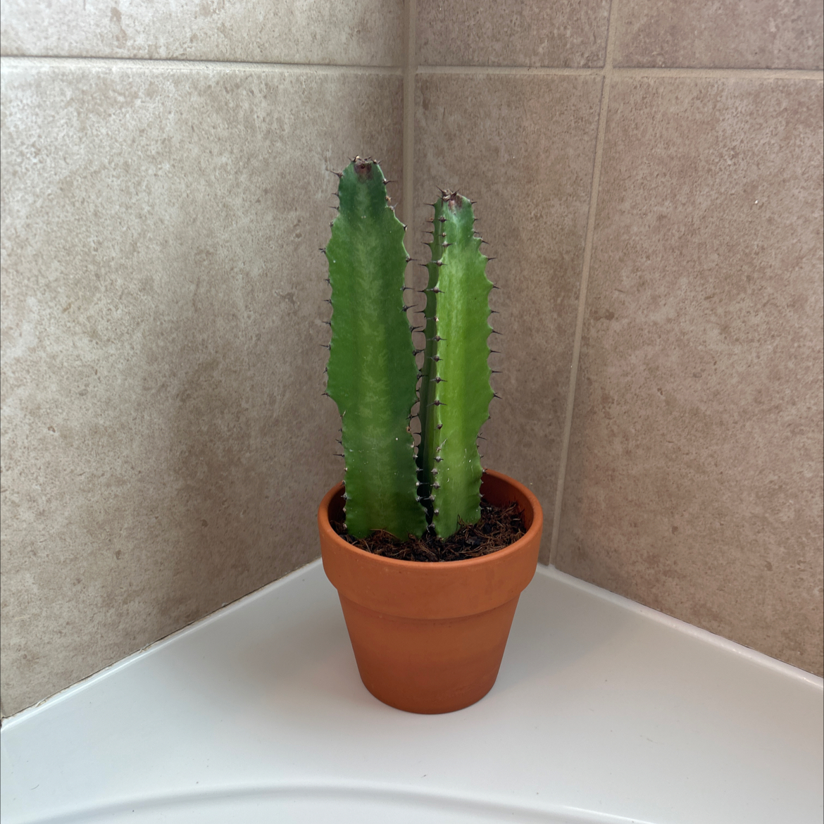 Photo of the plant species Desert Candle Cactus by @AwakePunanova named Desert Candle Cactus on Greg, the plant care app