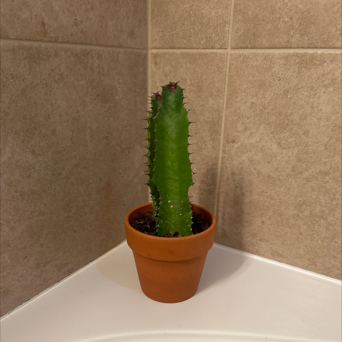Photo of the plant species Desert Candle Cactus by @AwakePunanova named Desert Candle Cactus on Greg, the plant care app