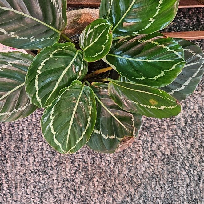 Photo of the plant species Green Lipstick Calathea by @ChosenEspostoa named Sol on Greg, the plant care app