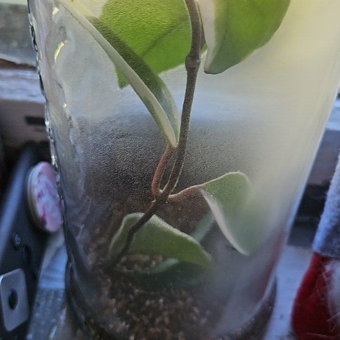 Photo of the plant species Wax plant by @ChosenEspostoa named Einstein on Greg, the plant care app