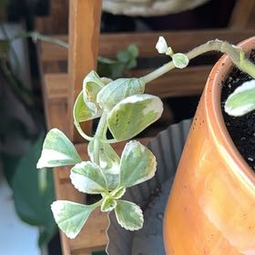 Photo of the plant species Variegated Lobster Flower by @GoldenOakfern named LiloStitch on Greg, the plant care app