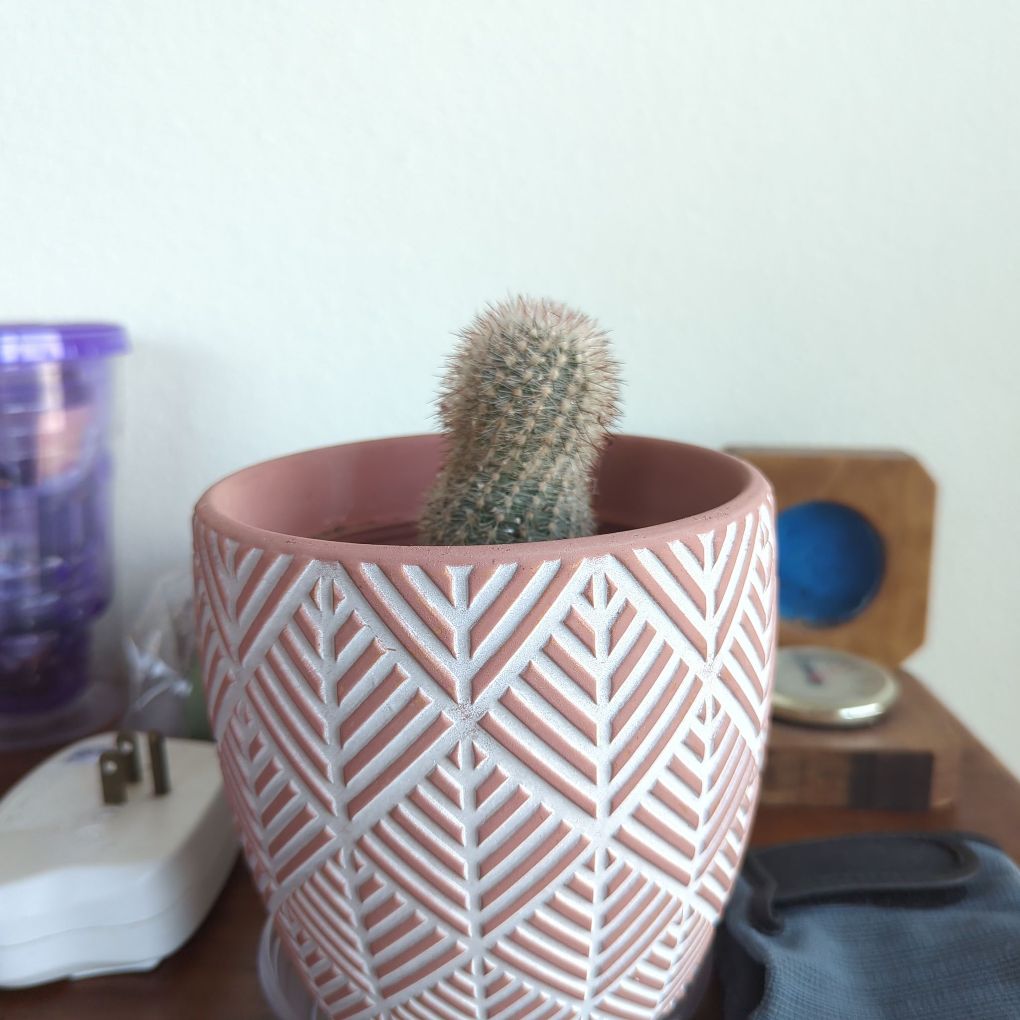 Photo of the plant species Echinocereus laui by @ProSilvergum named Homebody on Greg, the plant care app