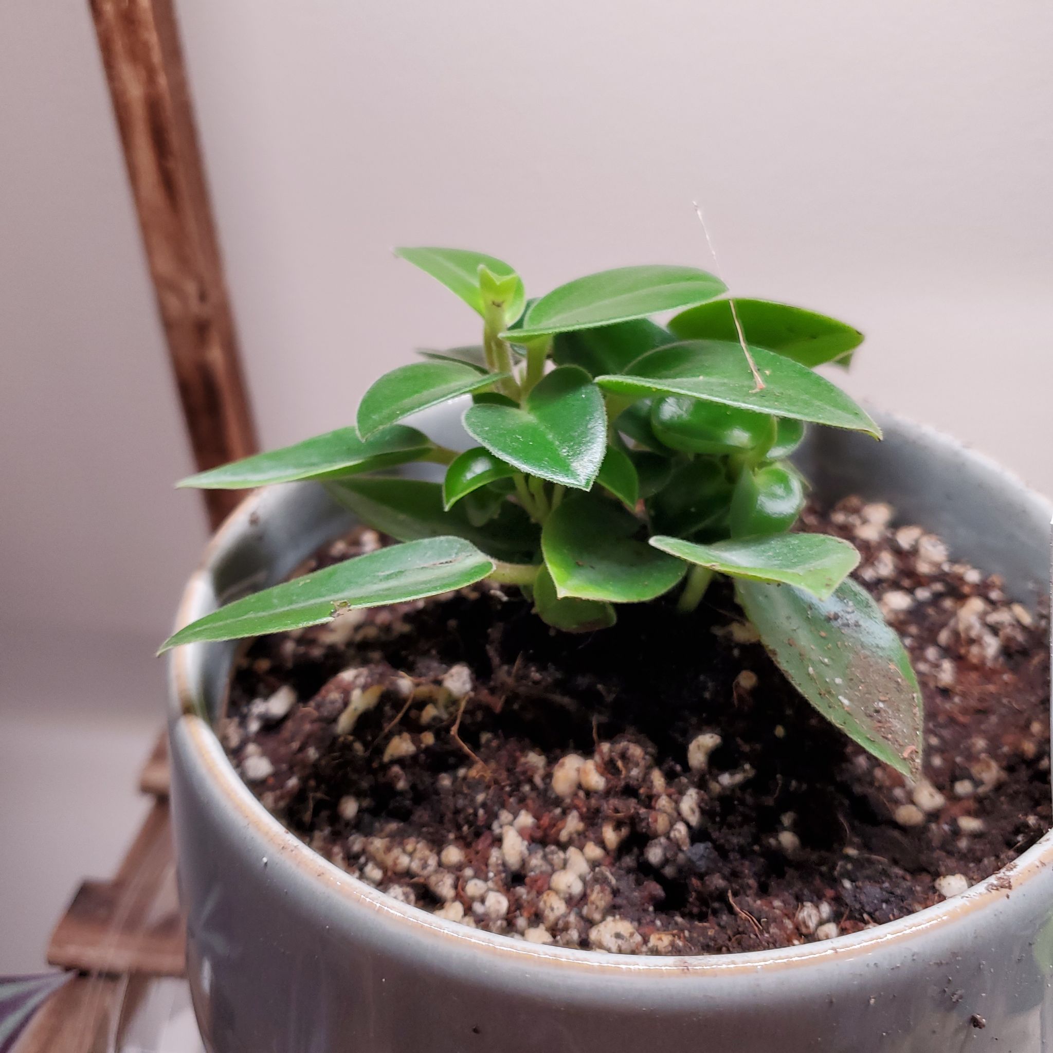 Photo of the plant species pixie peperomia orba by @CrysDanes named Mrs. Pepperpot on Greg, the plant care app